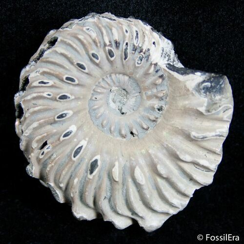 Inch Wide Euhoplites Ammonite - England #2395